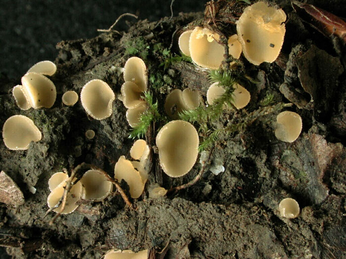 macrostoma
