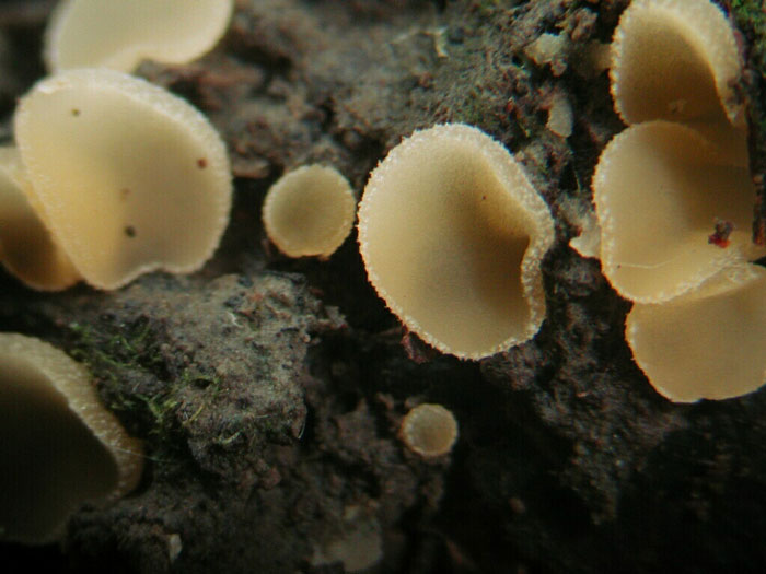macrostoma