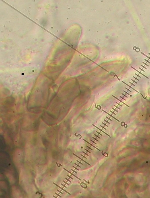 macrostoma