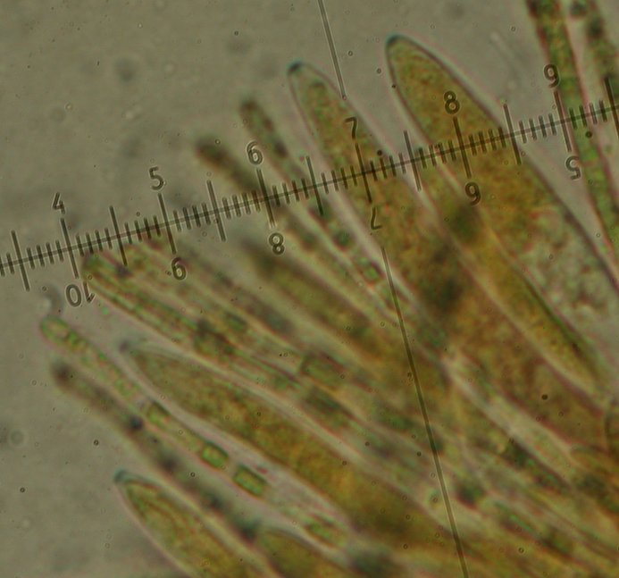 macrostoma