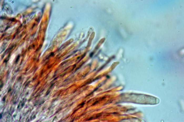 macrostoma