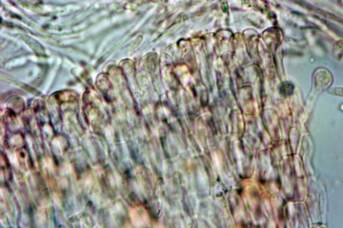 macrostoma