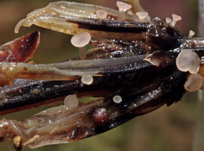 macrostoma