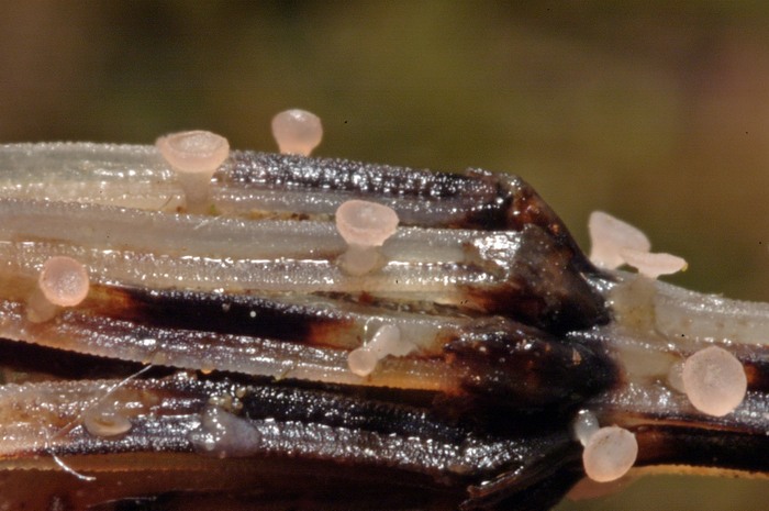 macrostoma