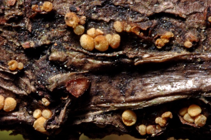 macrostoma