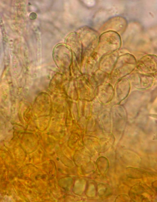 macrostoma