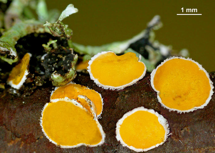 macrostoma