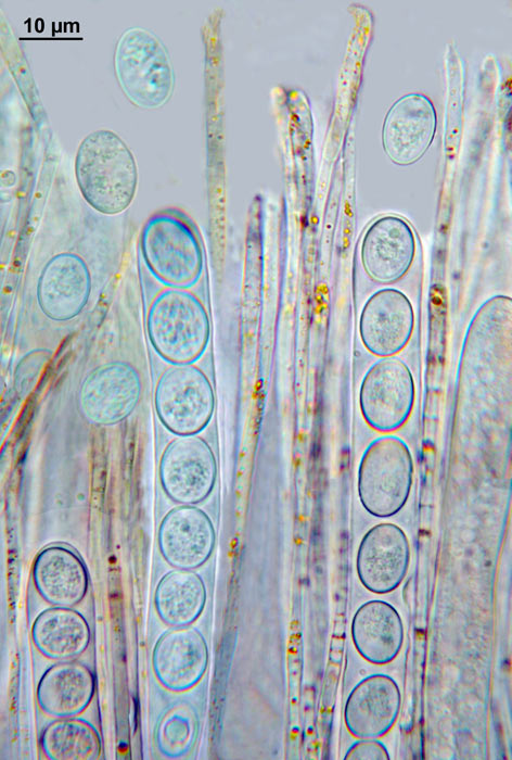 macrostoma