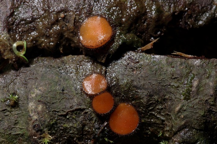 macrostoma