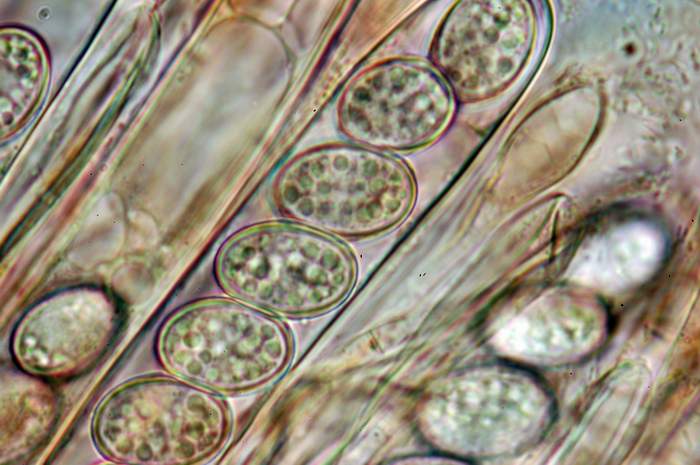 macrostoma