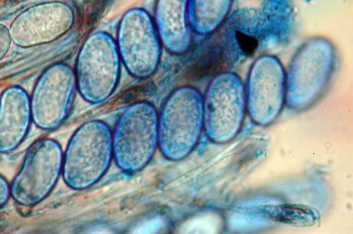macrostoma