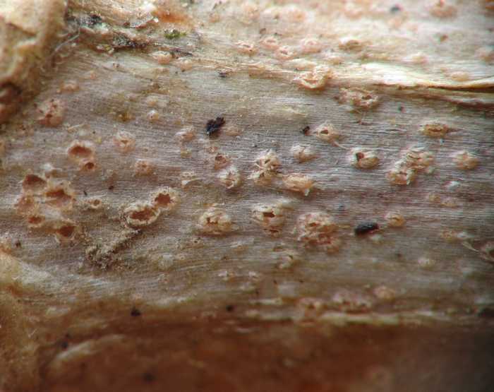 macrostoma