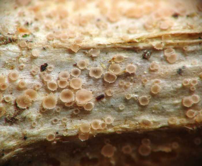 macrostoma