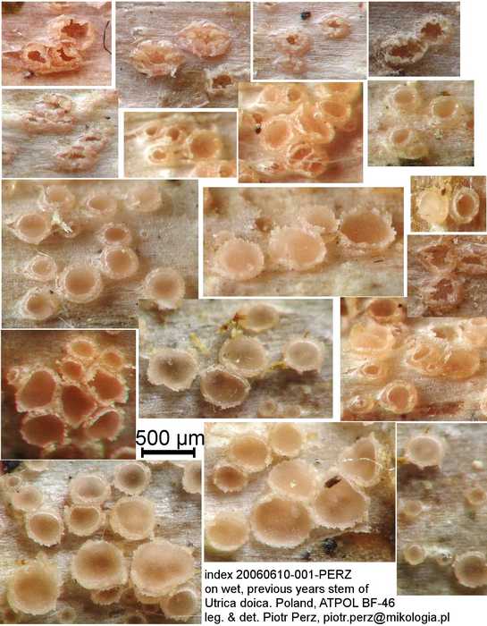 macrostoma