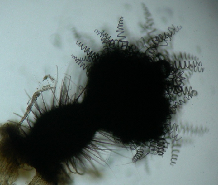 macrostoma