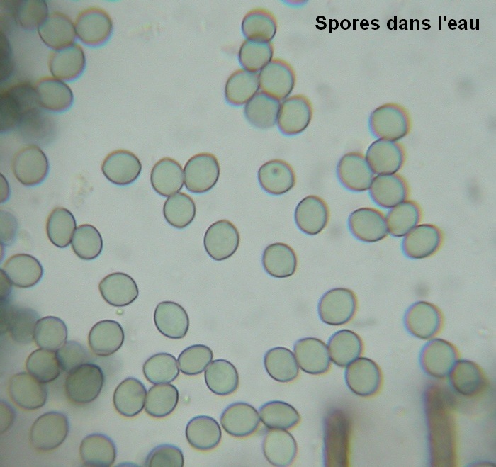 macrostoma
