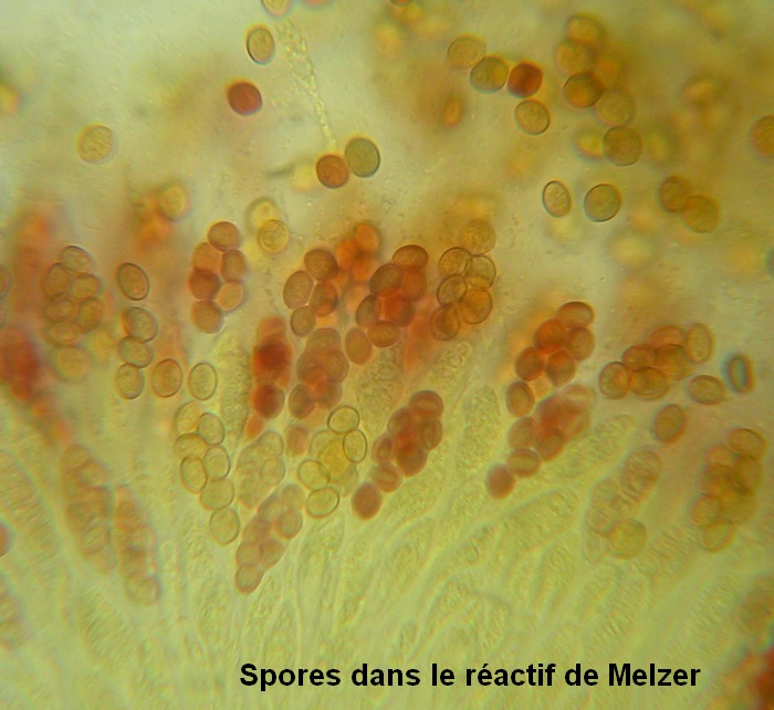 macrostoma