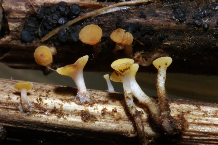 macrostoma