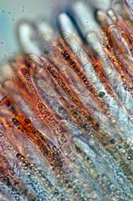 macrostoma