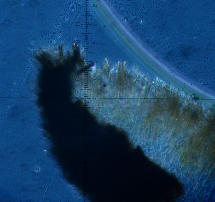 macrostoma