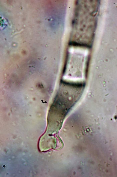 macrostoma