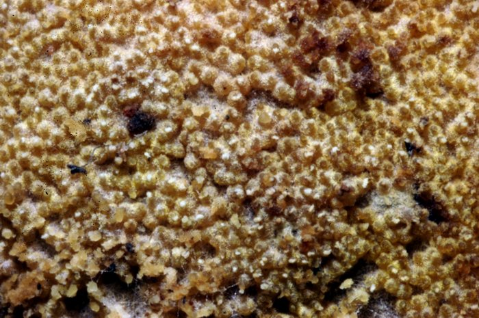 macrostoma