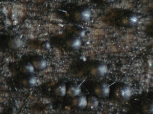 macrostoma