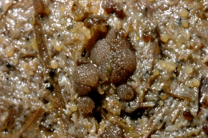 macrostoma