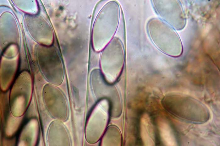 macrostoma