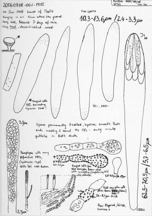 macrostoma
