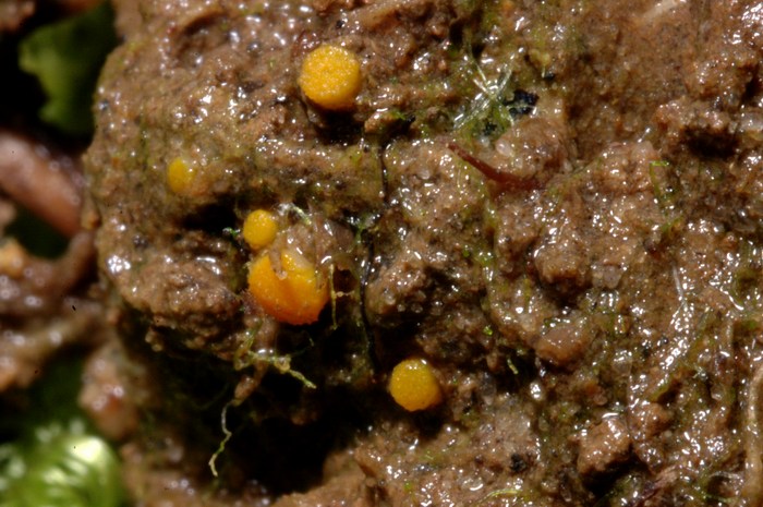 macrostoma