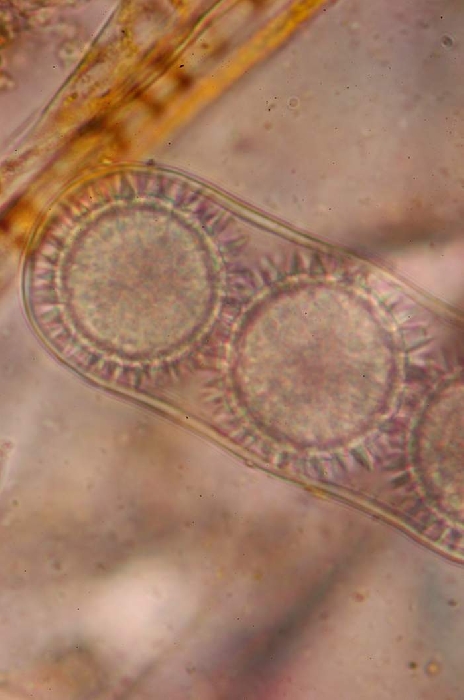 macrostoma