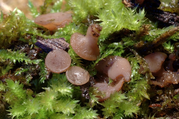 macrostoma