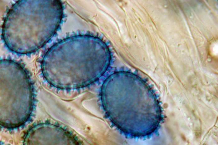 macrostoma