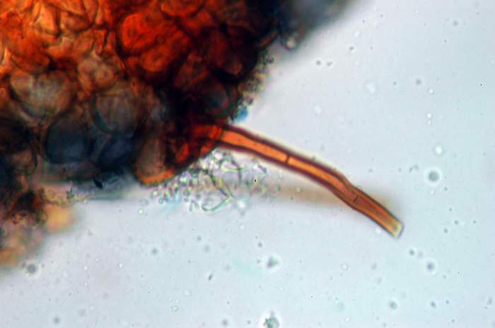 macrostoma
