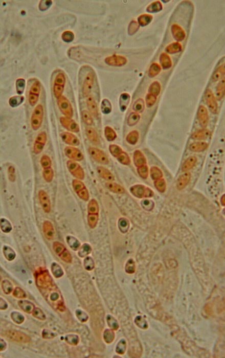 macrostoma