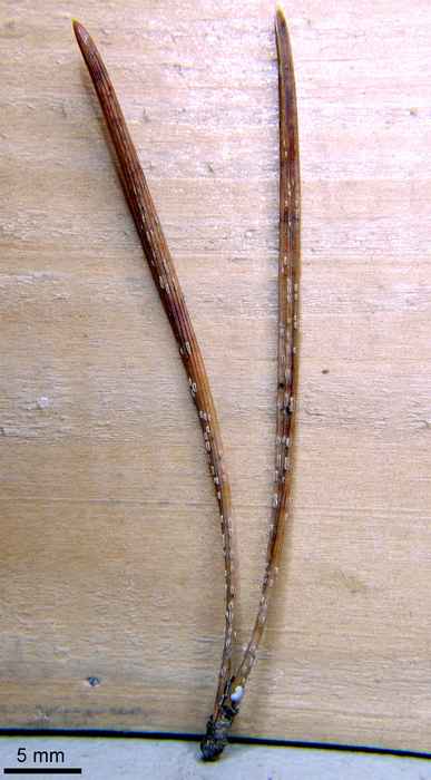macrostoma
