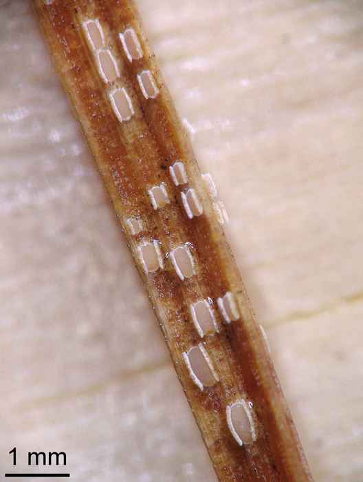 macrostoma