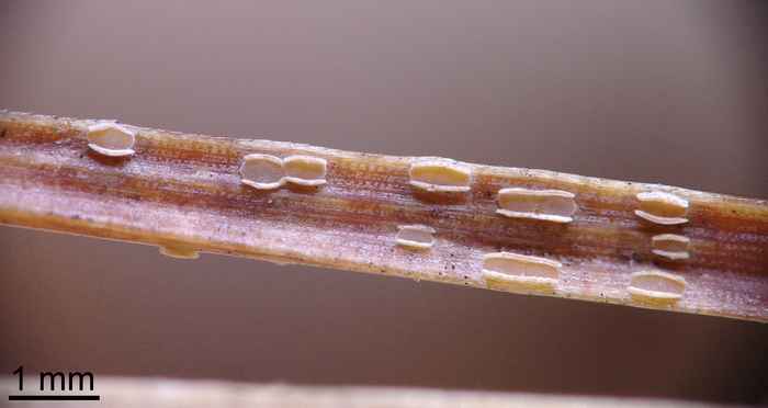 macrostoma