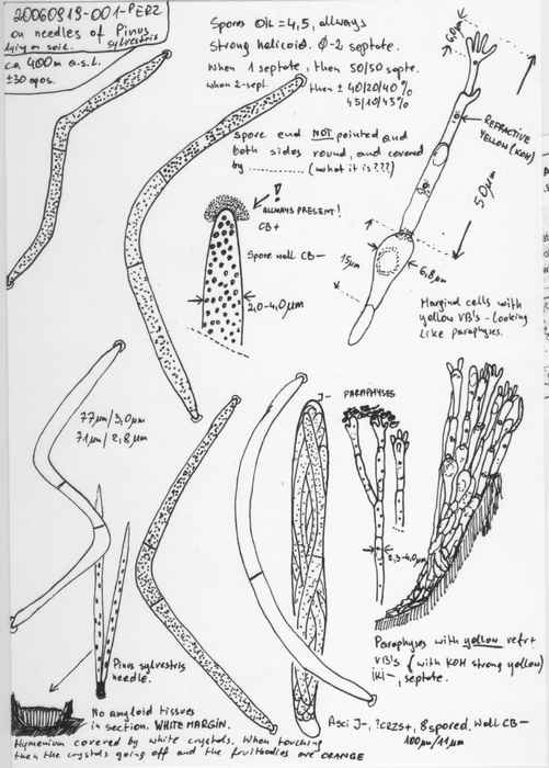 macrostoma