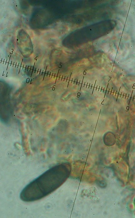 macrostoma