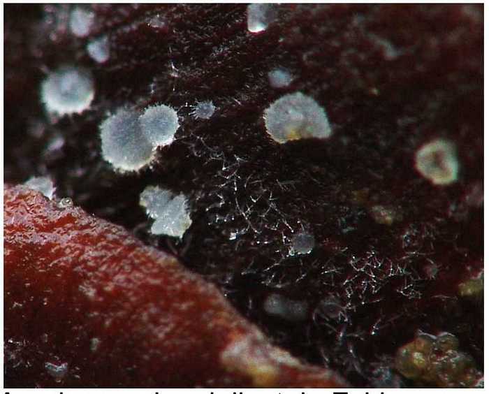 macrostoma