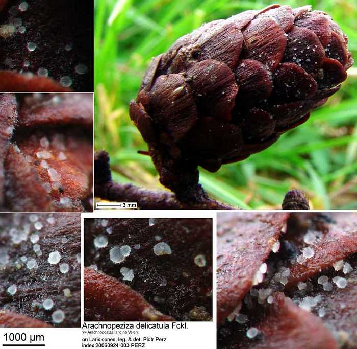 macrostoma
