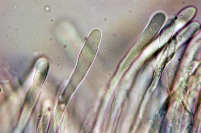 macrostoma