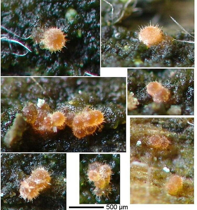 macrostoma