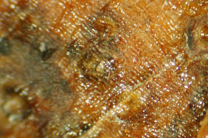 macrostoma