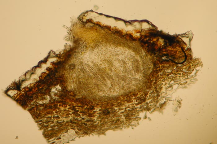 macrostoma