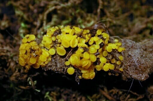 macrostoma