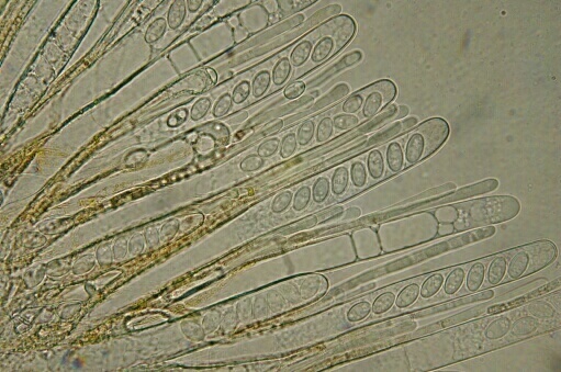 macrostoma
