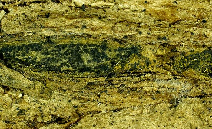 macrostoma